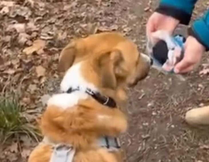 Detail aus dem Hundetraining
